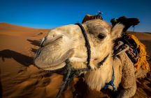 Desert Safari Dubai with Dune Bashing & Buffet Dinner