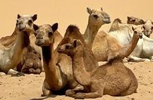 Evening Desert Safari