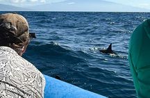 2 Hour Semi-Private Maui Dolphin Watch Sightsee Raft Tour 