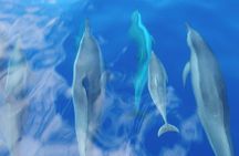 2 Hour Semi-Private Maui Dolphin Watch Sightsee Raft Tour 