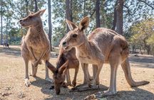 Private Shore Excursions with Lone Pine Koala Sanctuary Visit