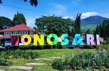 Half Day - Malang Tea Plantation & Bee Farm Visit