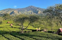 Half Day - Malang Tea Plantation & Bee Farm Visit