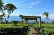 Half Day - Malang Tea Plantation & Bee Farm Visit