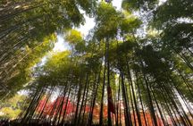 Full Day Kyoto Tour : Bamboo Forest, Golden Temple, Fushimi Inari