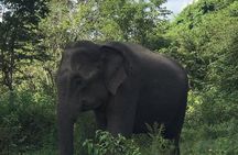 Udawalawe National Park Private Safari Tour