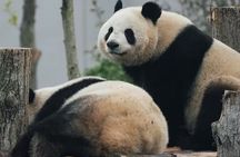 Ticket reservation for Chengdu Giant Panda Breeding Base
