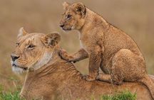 3 nights Masai Mara and Lake Nakuru guided majesty safari 