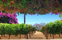 Tour Viña Santa Rita: History, Wine and Picnic Outdoors