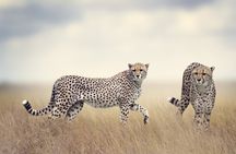 Arusha Tanzania 5 Day Safari Adventure