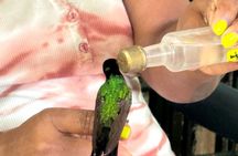Bamboo rafting and bird sanctuary tour from Montegobay