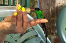 Bamboo rafting and bird sanctuary tour from Montegobay