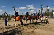 Camel Ride Through Palmeraie of Marrakech