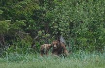 Bear Adventure in Spring