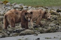 Bear Adventure in Spring