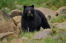 Bear Adventure in Spring