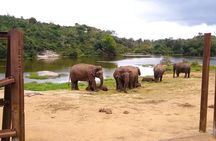 Explore Bangalore’s Wild Side – A Memorable Bannerghatta Safari!