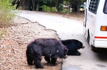 Explore Bangalore’s Wild Side – A Memorable Bannerghatta Safari!