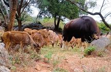 Explore Bangalore’s Wild Side – A Memorable Bannerghatta Safari!