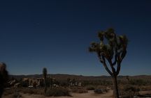 Joshua Tree National Park Private Adventure from Los Angeles