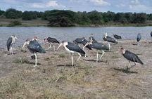 Nairobi National Park Giraffe Center Carnivore Lunch
