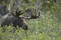 Mercedes Van VIP Tour of Yellowstone with a Wildlife Biologist