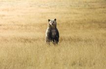 Mercedes Van VIP Tour of Yellowstone with a Wildlife Biologist