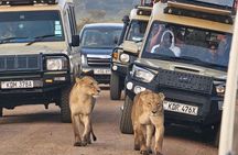 Game Drive at Nairobi National Park 