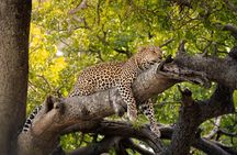 Kruger National Park Wildlife Safari with Private Guide