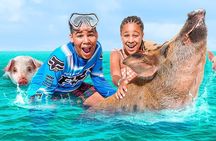 Swimming Pigs, Turtles & Reef Snorkel in Nassau-Champion Tours