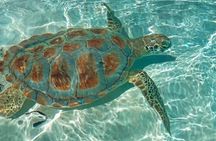 Nassau 3 Island Tour -Pigs-Snorkeling-Turtles-Beach-Floating Bar