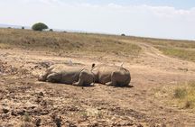 Game Drive at Nairobi National Park 
