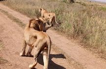 Game Drive at Nairobi National Park 