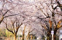 Mount Seorak and Naksansa Temple One Day Tour from Seoul