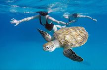 Che’s Snorkel trip! turtles, shipwrecks & photos (semi private)