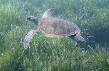 Achieve your PADI OPEN WATER DIVER certification.