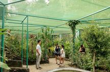 Siquijor Tour from Bohol Shared Tour