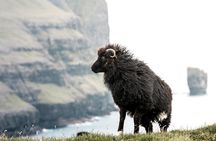 Faroe Islands: Private Highlights Tour
