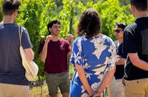 Guided Tour of the Cellars with Wine Tasting and Lunch