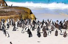 Cape of Good Hope and Penguins Half Day Tour 