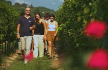 Bardolino: vineyard tour, wine, oil and food tasting