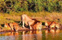 4 Days 3 Nights Lake Naivasha and Masai Mara Safari
