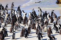 Half Day shared Tour Boulders Beach and Swimming