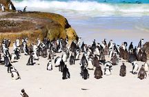 Half Day shared Tour Boulders Beach and Swimming