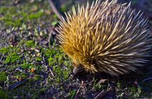Guided Koala Walk and Bushfire ecology tour