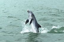 Marco Island Private Tubing, Dolphin Watching and Shelling Tour