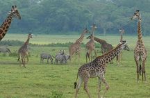 Walking safari & game drive Day trip in Arusha National park