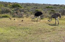 Small Group Tour: Penguins, Cape Point and Cape of Good Hope 