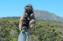 Small Group Tour: Penguins, Cape Point and Cape of Good Hope 