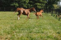  Woodford Reserve, Kismet Thoroughbred Farm & Whiskey Thief